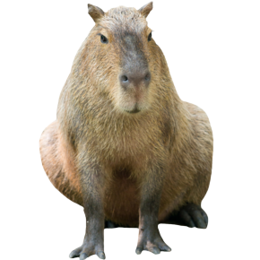 Capybara